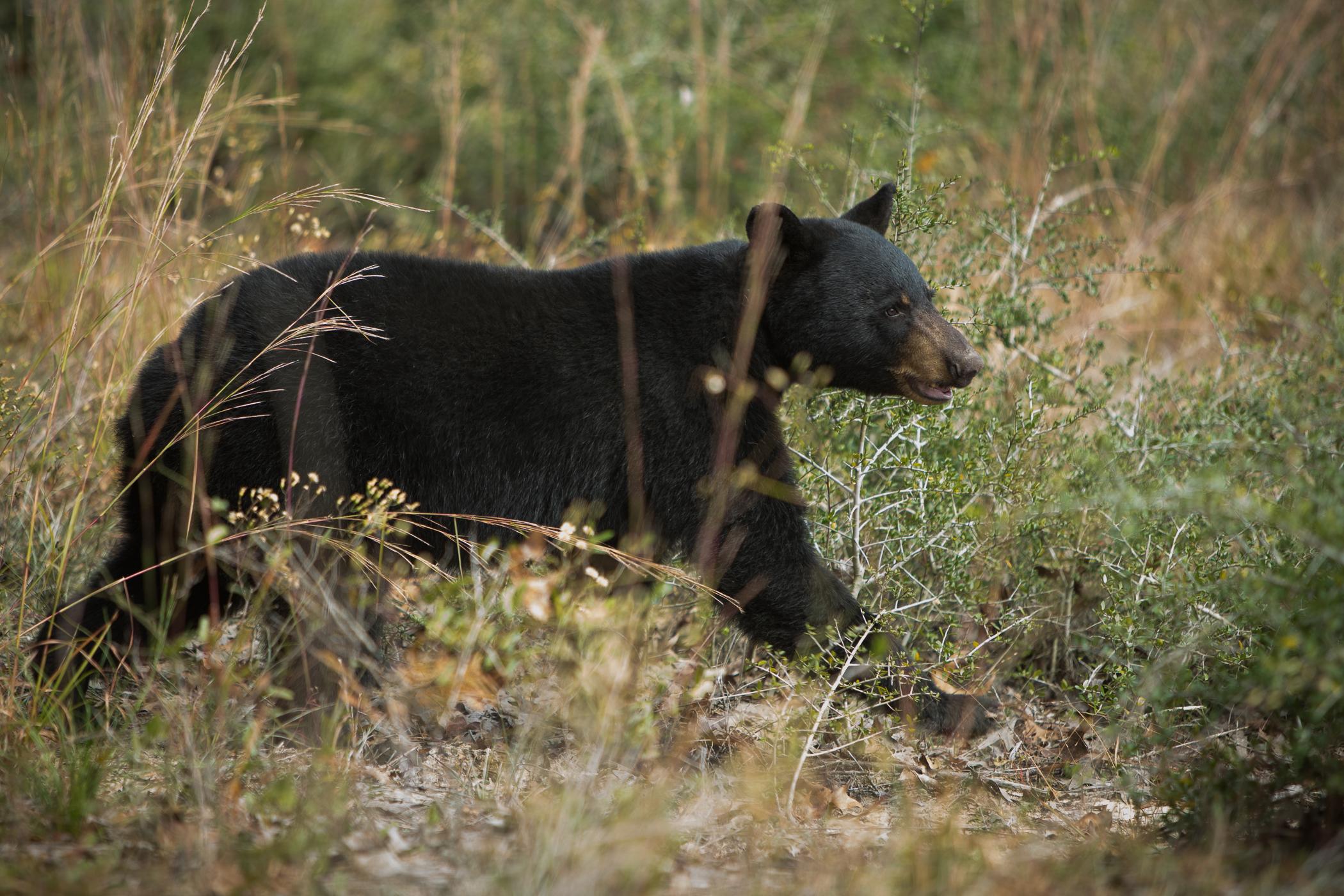 Wetumpka Man Arrested For Killing A Black Bear In Elmore County Outdoor Alabama 5913